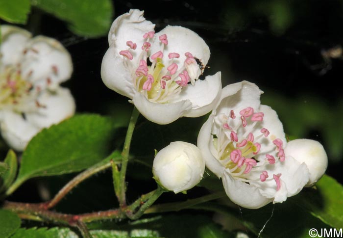 Crataegus laevigata