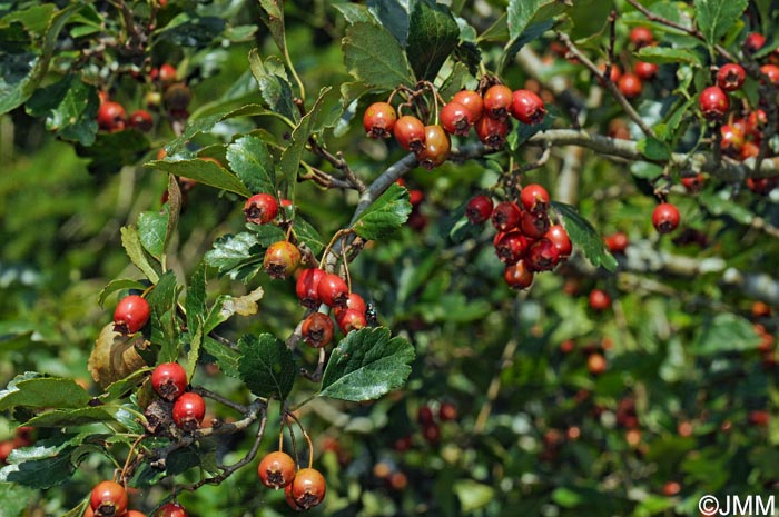 Crataegus laevigata