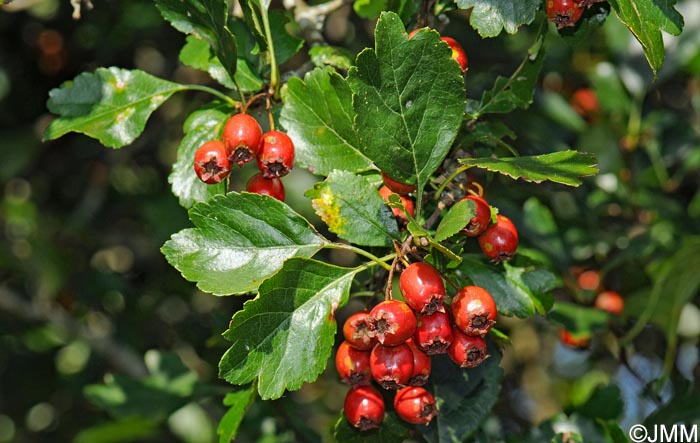 Crataegus laevigata