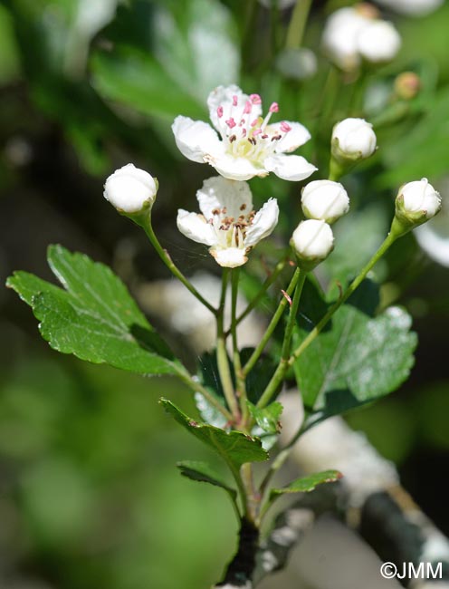 Crataegus laevigata