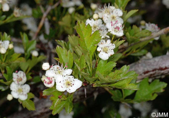 Crataegus monogyna