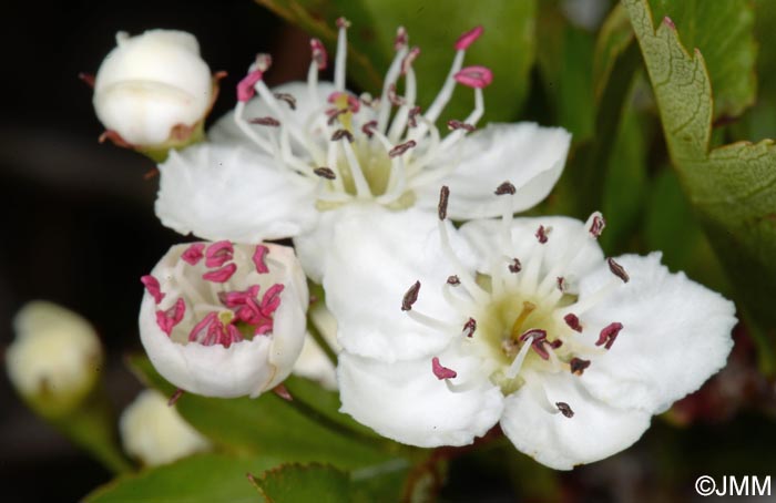 Crataegus monogyna