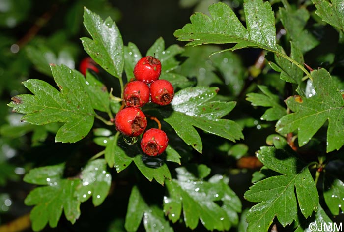 Crataegus monogyna