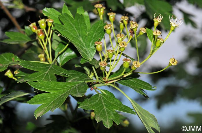 Crataegus monogyna