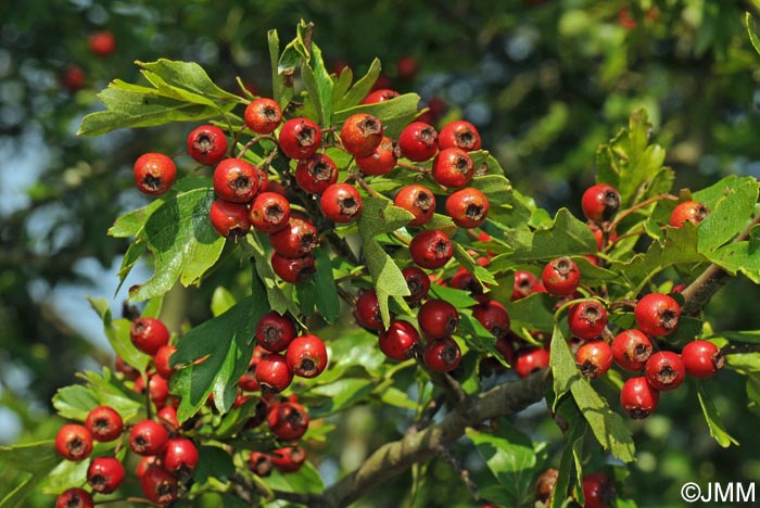 Crataegus monogyna