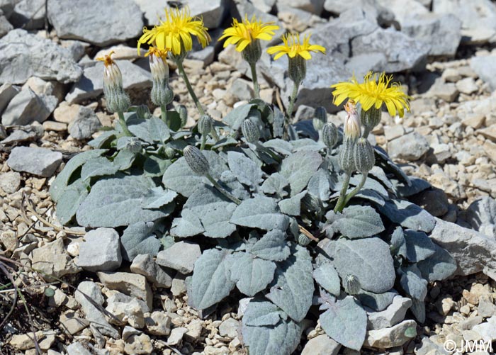 Crepis pygmaea