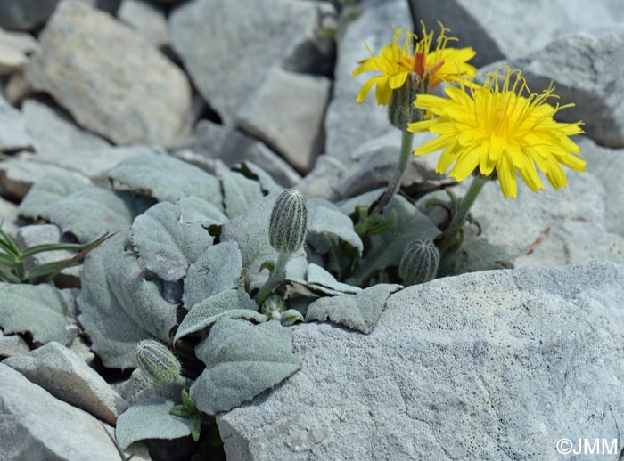 Crepis pygmaea