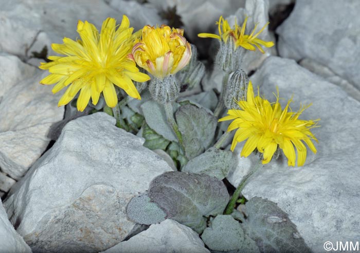 Crepis pygmaea