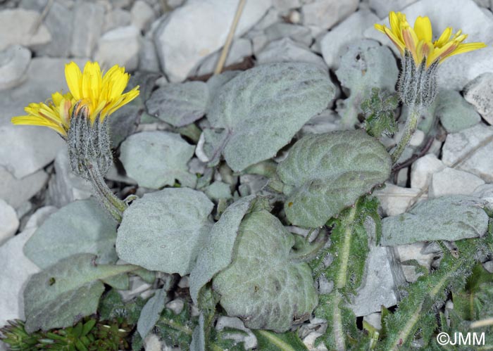 Crepis pygmaea