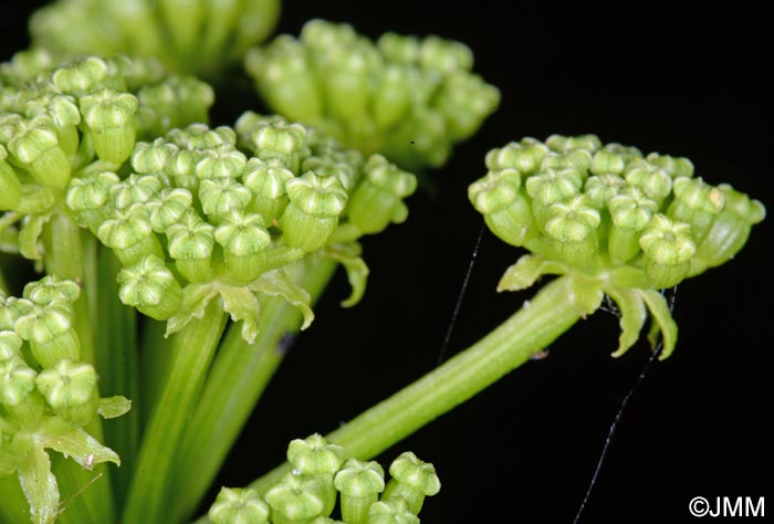 Crithmum maritimum