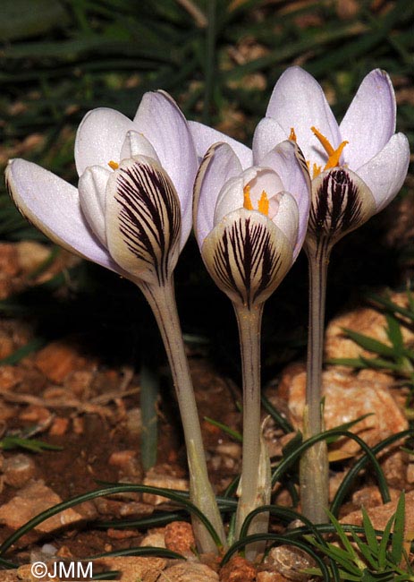 Crocus cambessedesii