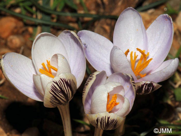 Crocus cambessedesii