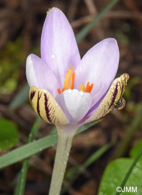 Crocus cambessedesii