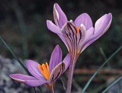 Crocus corsicus