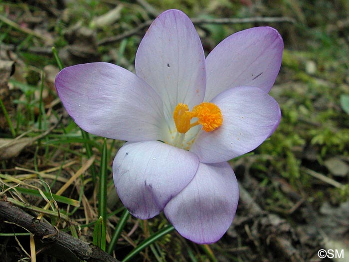 Crocus tommasinianus