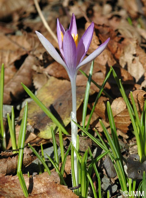 Crocus tommasinianus