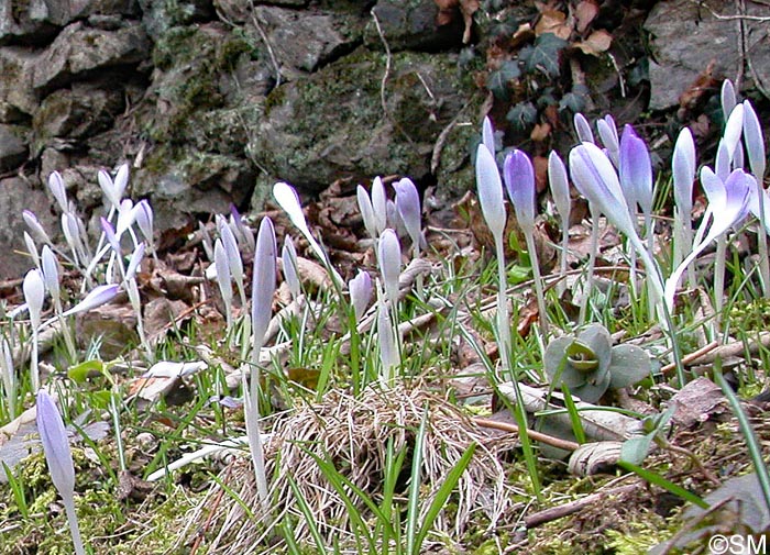 Crocus tommasinianus