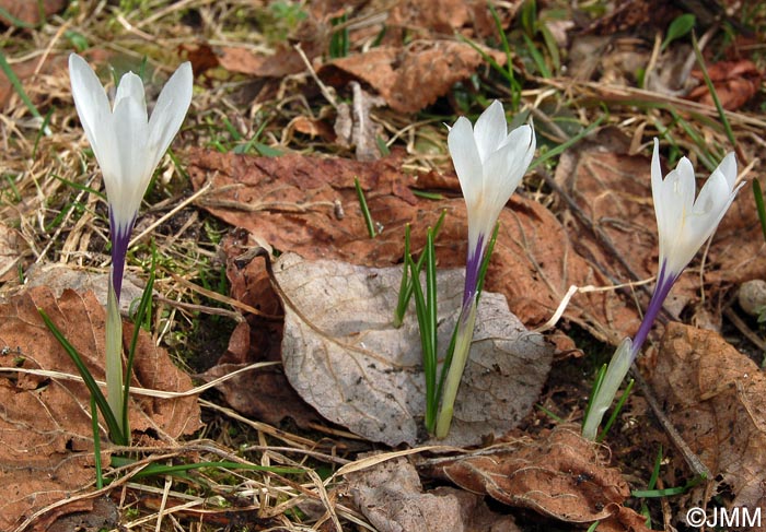 Crocus vernus