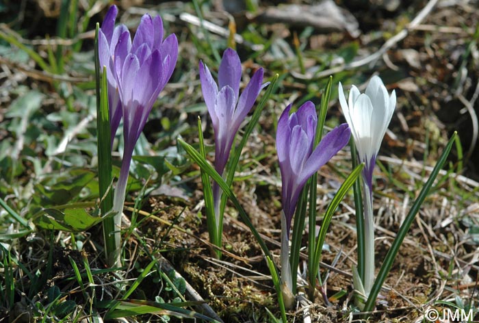 Crocus vernus