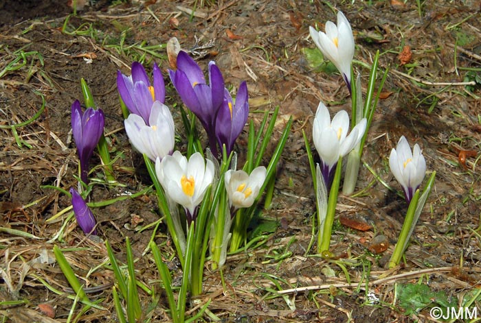 Crocus vernus