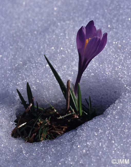 Crocus vernus