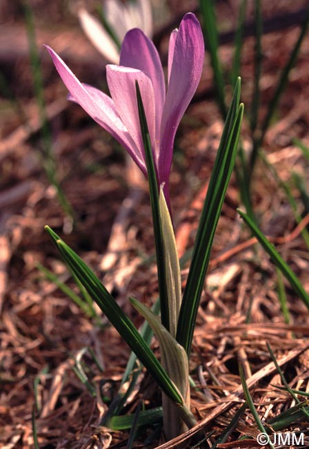 Crocus vernus