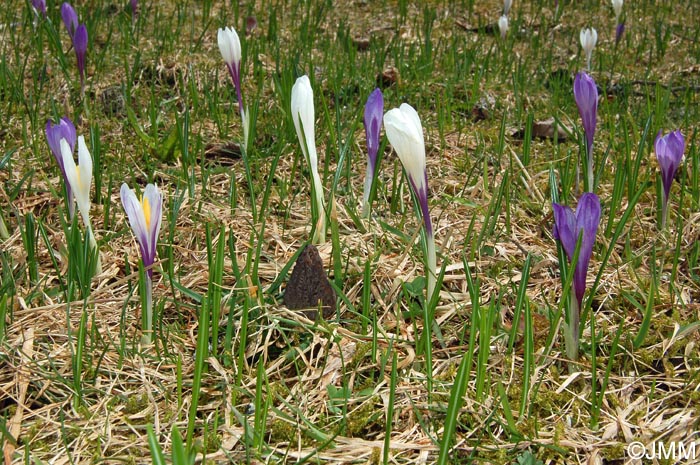 Crocus vernus & Morchella deliciosa