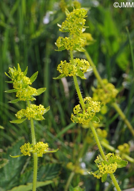 Cruciata laevipes = Galium cruciata