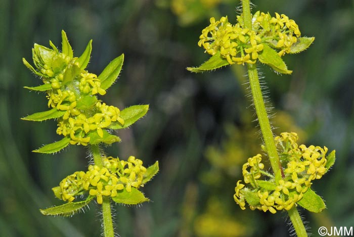 Cruciata laevipes = Galium cruciata