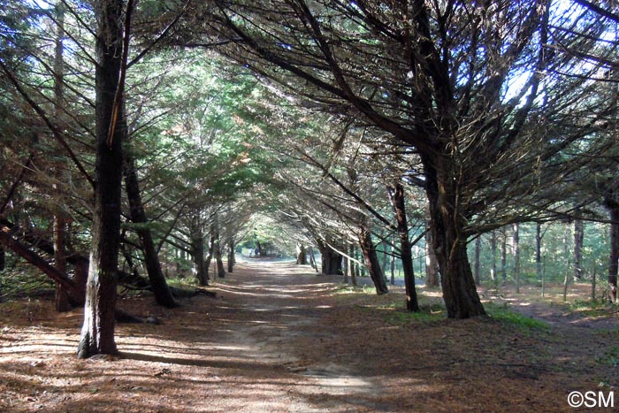 Cupressus macrocarpa