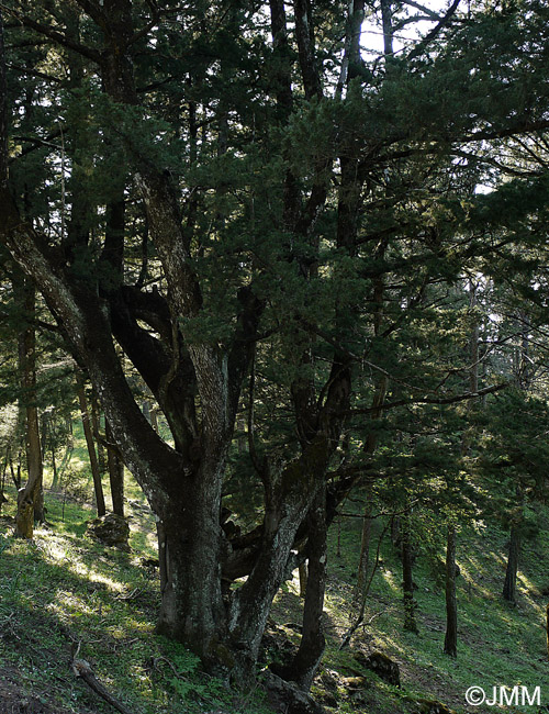 Cupressus sempervirens