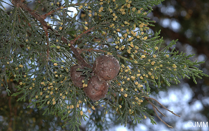 Cupressus sempervirens