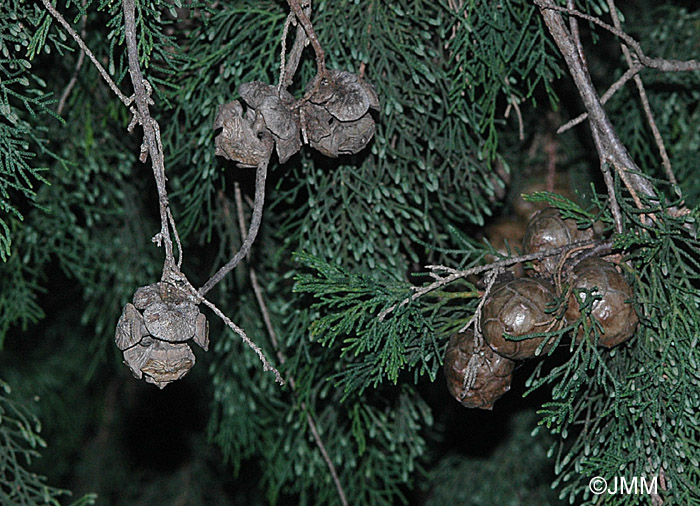 Cupressus sempervirens