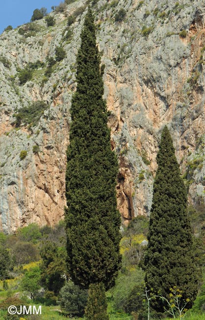 Cupressus sempervirens