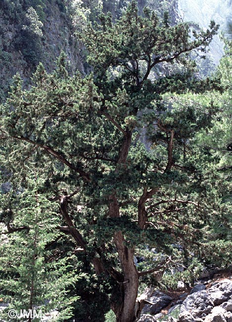 Cupressus sempervirens var. horizontalis