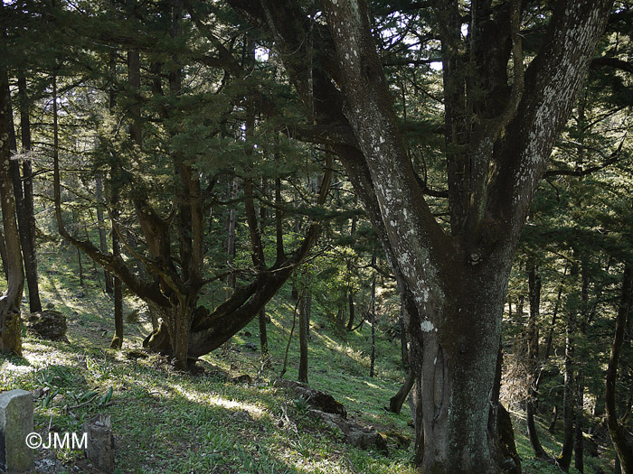 Cupressus sempervirens