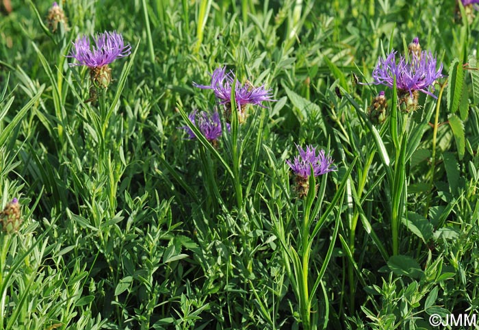 Cyanus lugdunensis = Centaurea triumfettii subsp. lugdunensis