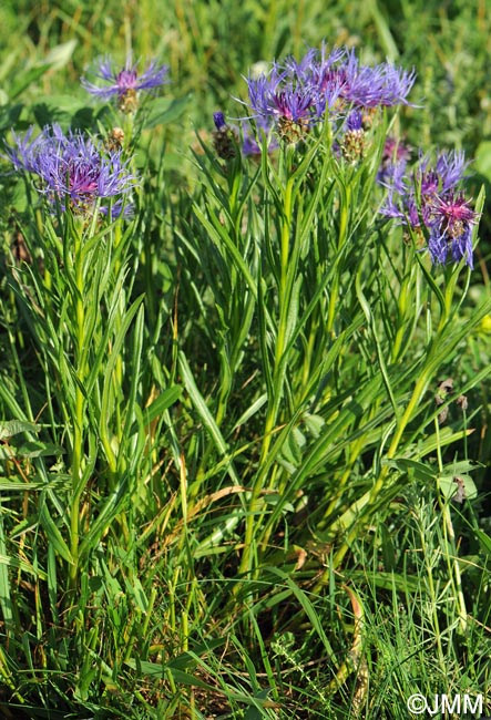 Cyanus lugdunensis = Centaurea triumfettii subsp. lugdunensis