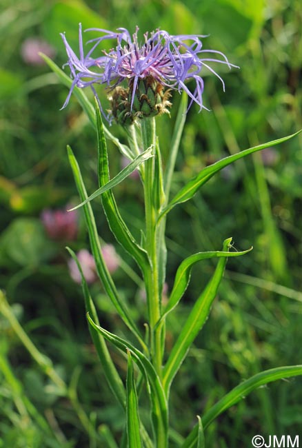 Cyanus lugdunensis = Centaurea triumfettii subsp. lugdunensis