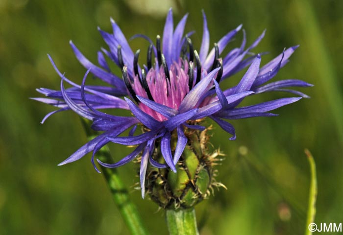 Cyanus lugdunensis = Centaurea triumfettii subsp. lugdunensis