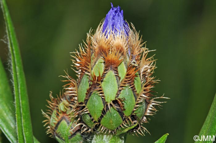 Cyanus lugdunensis = Centaurea triumfettii subsp. lugdunensis