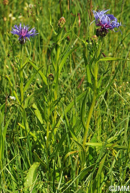 Cyanus lugdunensis = Centaurea triumfettii subsp. lugdunensis