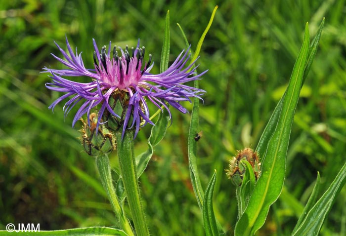 Cyanus lugdunensis = Centaurea triumfettii subsp. lugdunensis