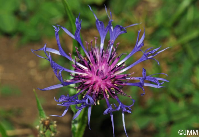 Cyanus lugdunensis = Centaurea triumfettii subsp. lugdunensis