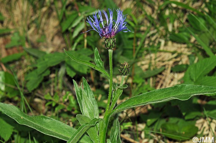 Cyanus montanus = Centaurea montana