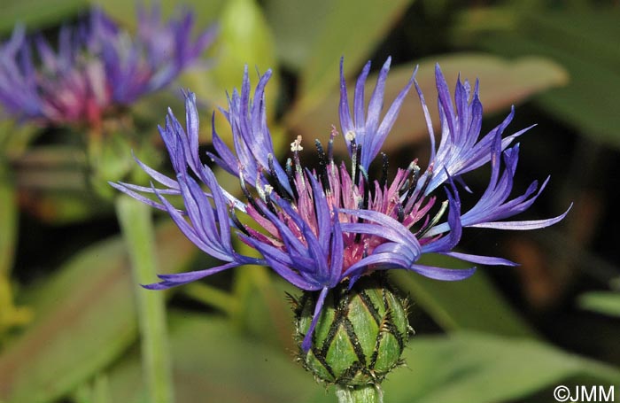 Cyanus montanus = Centaurea montana