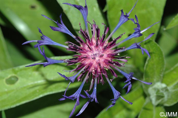 Cyanus montanus = Centaurea montana