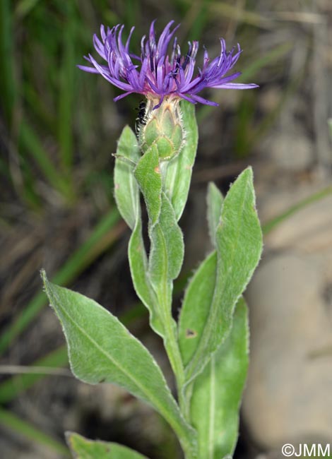 Cyanus montanus = Centaurea montana