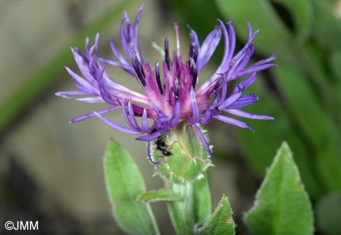 Cyanus montanus = Centaurea montana