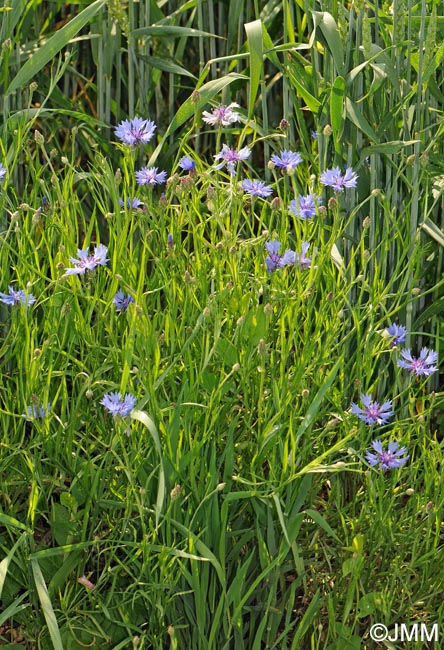 Cyanus segetum = Centaurea cyanus